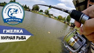 Рыбалка на реке гжелке
