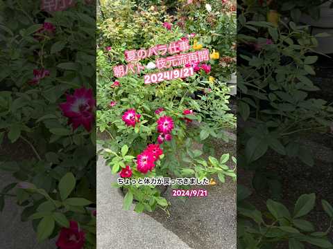 バラの装飾: 真似したい美しいアイデア 植物