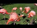 Flamingo Fight