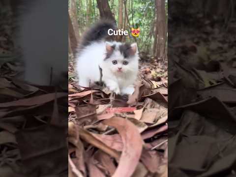 Cute new baby cat 😻🐾#funnycat #yt_shorts #kitten #viral #catlove #catvideos #🐈🐈‍⬛💞