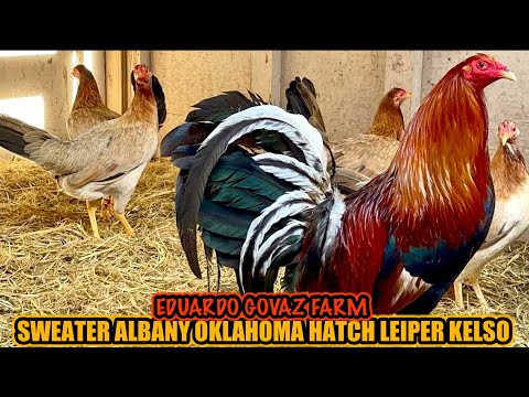 Sweater Albany Oklahoma Hatch Leiper Kelso ~ EDUARDO GOVAZ GAMEFARM