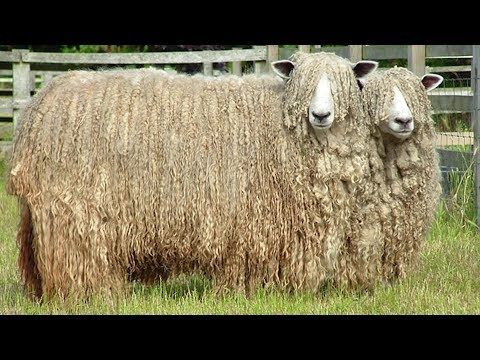 download lagu mp3 mp4 Lincoln Wool, download lagu Lincoln Wool gratis, unduh video klip Lincoln Wool