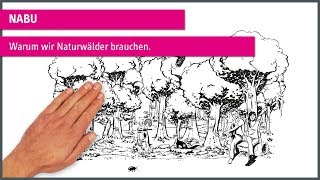 explainity@ Erklärvideo: "Warum wir Naturwälder brauchen" - NABU