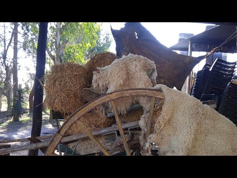 rancho san cayetano!!!marcos paz provincia de buenos aires 🤗romina haciendo videos 🤗