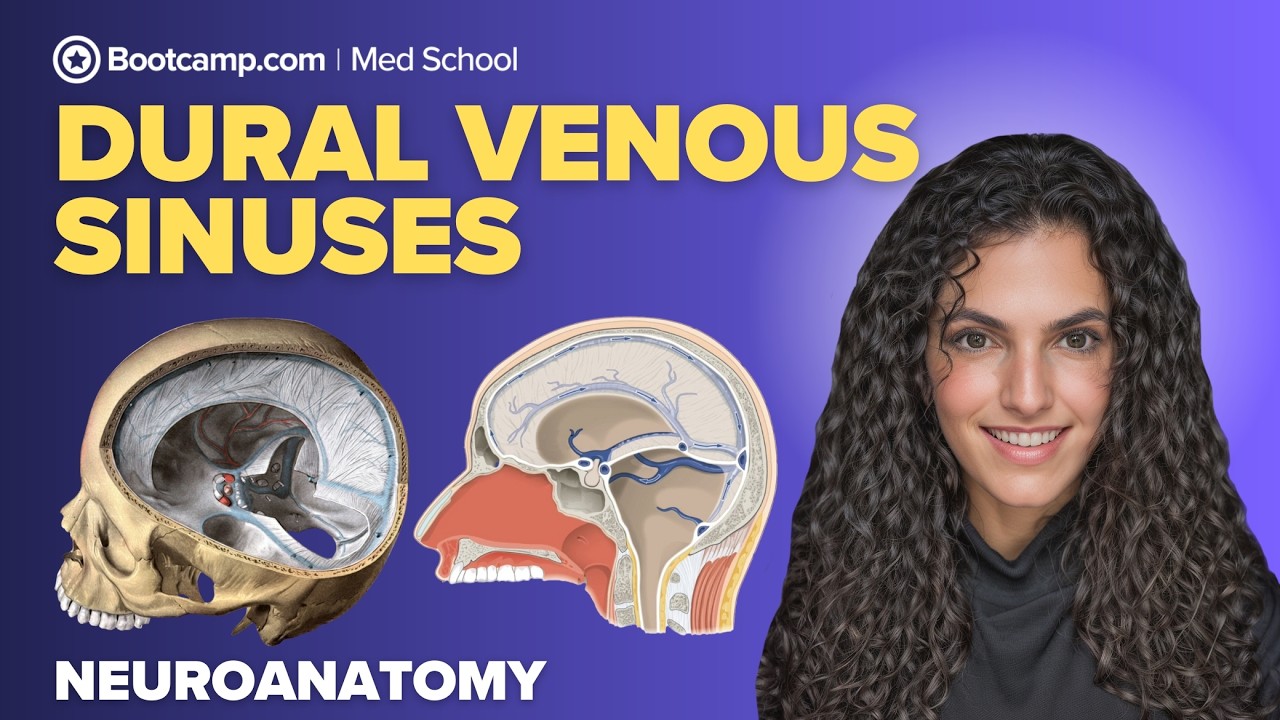 Dural Venous Sinuses | Superior Sagittal, Transverse, Sigmoid & Cavernous
