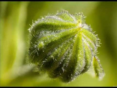 Elena Kats-Chernin - Eliza Aria (for string quartet)