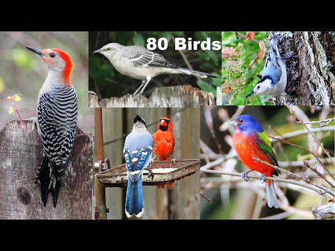 Identify Your Backyard Birds