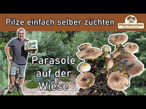 Parasole auf der Wiese – Pilze einfach selber züchten – mit Produkten von Pilzmännchen