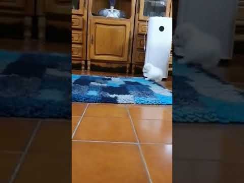 Perros Bichón Frisé en venta