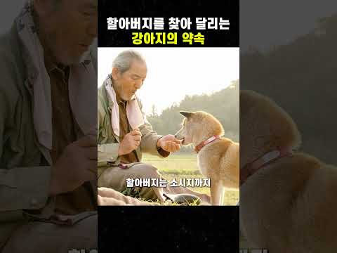 할아버지를 찾아 달리는 강아지의 약속 #맛있는영화 #무비 #영화