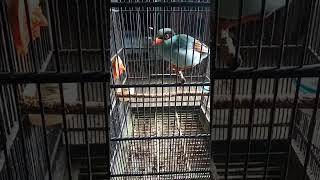 Download lagu ekek Keling gacor punya om Arif cocok pake masteran mp3