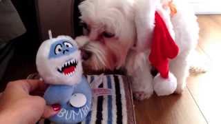Petsmart Haul with Cute Dog : Holiday Edition!