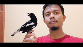 Download lagu Kacer Jinak Total Gacor Dor, kacer lain pasti ikut nyaut mp3 Download lagu Kacer Jinak Total Gacor Dor, kacer lain pasti ikut nyaut mp3