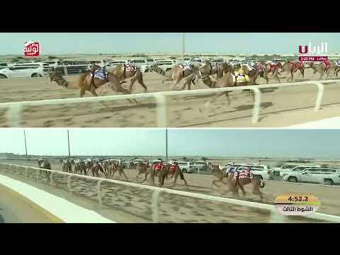 ش 3 الشلفه (وجود) لـ سعيد جابر بن عبدالله الحربي7:23:47, مهرجان الأمير الوالد2026/2/6 لقايا الشحانية