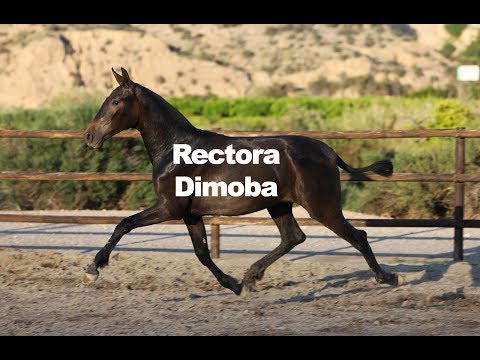 Rectora Dimoba (Publicado 15-5-2019)