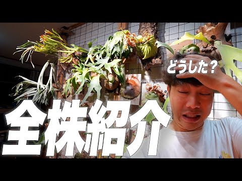 栄誉ある名誉賞 植物