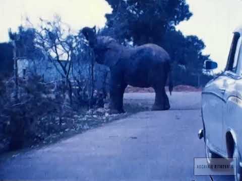 Anteprima del video Emozioni in Super 8 allo Zoo