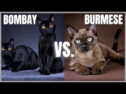 Bombay Cat VS. Burmese Cat