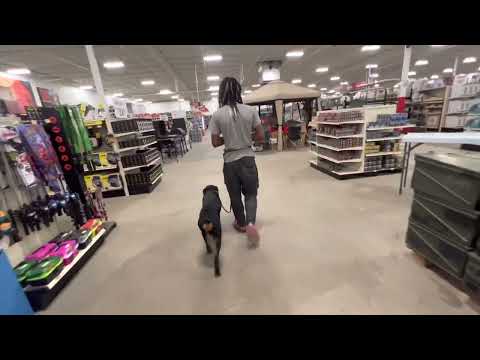Optimal K9 Dog Obedience & Protection Training video.