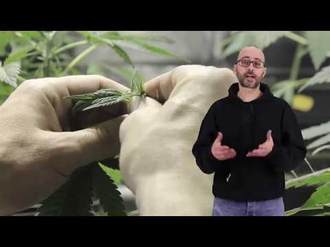 download lagu mp3 mp4 Poda De Marihuanas, download lagu Poda De Marihuanas gratis, unduh video klip Poda De Marihuanas
