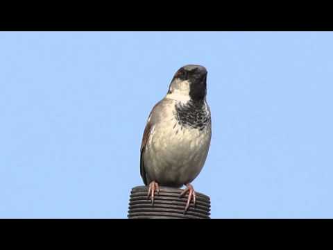 House Sparrow Singing