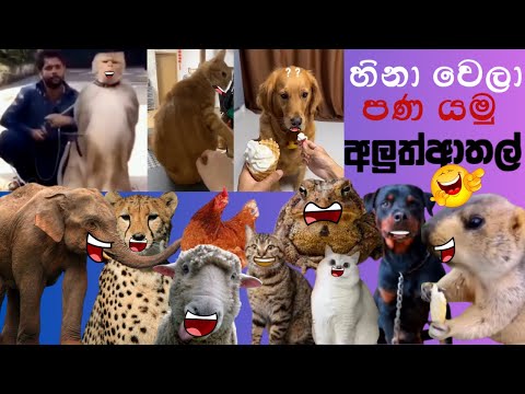 Animal Athal Katha | Sinhala Sattu Athal | Animal Athal Memes | Sinhala Meme Athal