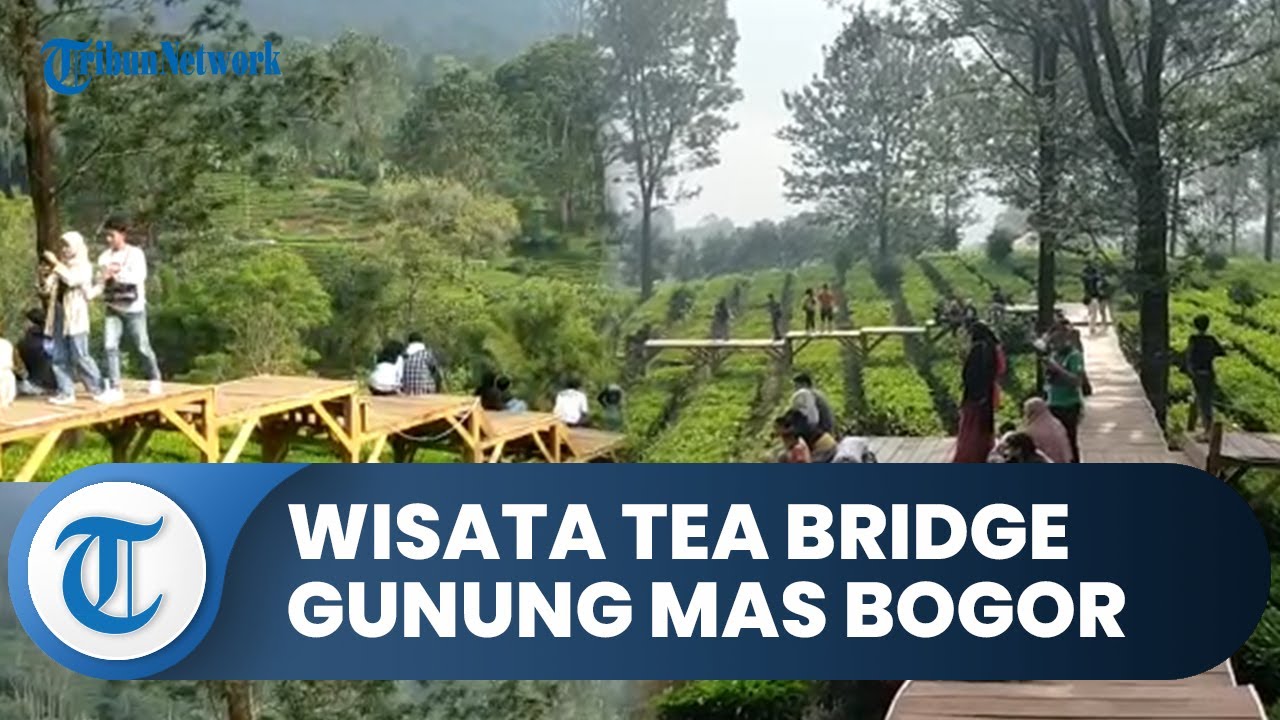 Wisata Kebun Teh di Agrowisata Jembatan Teh Gunung Mas Puncak Bogor, magnet baru bagi wisatawan