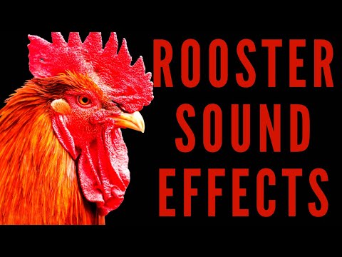 ROOSTER SOUND EFFECTS - Rooster Crowing