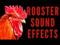 ROOSTER SOUND EFFECTS Rooster Crowing