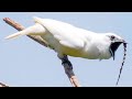 THE WORLD'S LOUDEST BIRD - Procnias albus - White bellbird