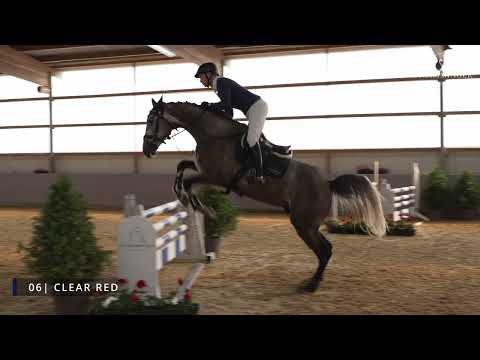 3. Online Auktion Sportpferde Schlamminger: Lot 06 Clear Red