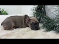 French Bulldog dogs for sale: Ivy - Video 1