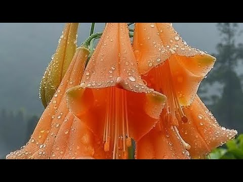 @425 ORAÇÃO PELA SHALOM DE YERUSHALAIM  #ROSH _ HODECH  EZEQUIEL 46:1-3