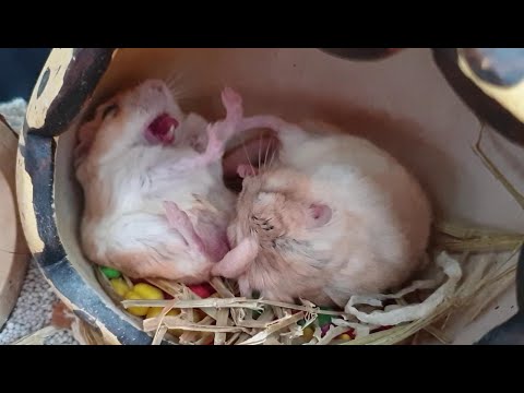 Pieskomil tučnochvostý (Pachyuromys duprasi) — záber druhu