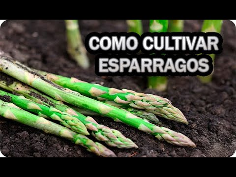 Como Cultivar Espárragos Ciclo Completo Cuidados Y Riegos Del Cultivo || La Huertina De Toni