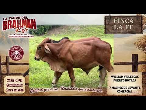 Subasta Rojo - Finca La Fe - Puerto Boyaca