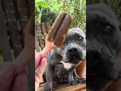 Para os Dias de Calor - Picolé de Ração com Pé de Galinha - Nossa Rotina #americanbully