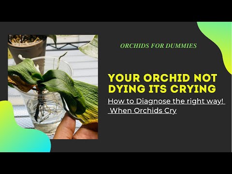 HOW TO DIAGNOSE SICK AND STRESSED PHALAENOPSIS ORCHIDS THE RIGHT WAY!