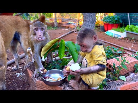 BiBi & BR the monkeys were playing around in the garden while Sơn was gardening.