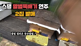 2년만에 돌아온, 꿀벌 털어가는 말벌들 스댕으로 연주하기