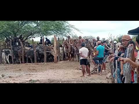 Pe de porteira acentamento paulo freire riacho do cipó itacuruba Pernambuco 