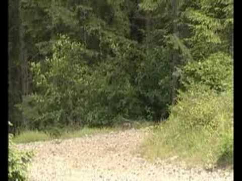 Palik won the Baja Eurocarpatica 2008