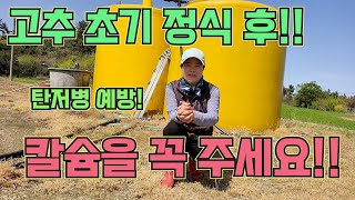 고추 정식 20일 후 해야할 단 1가지!! 탄저병을 막는 고추농사 잘 짓짓는 법!!