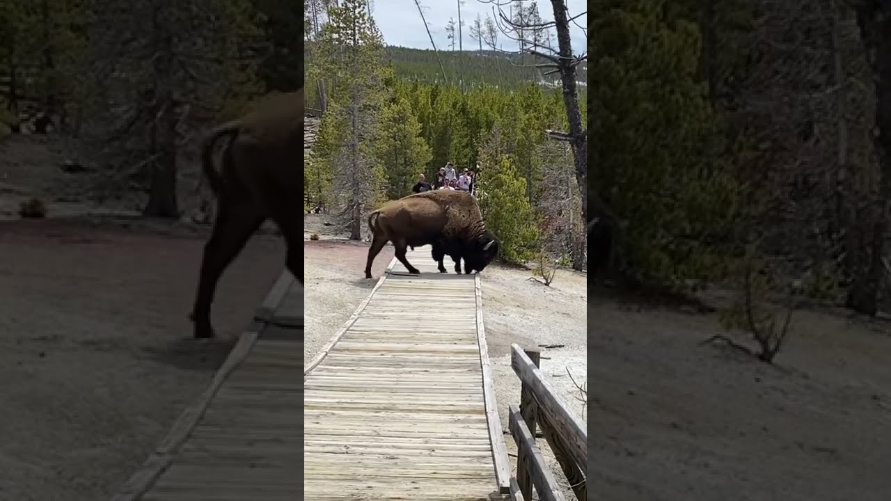 Yellowstone bison cracks through the boardwalk at Norris Geyser Basin - YouTube