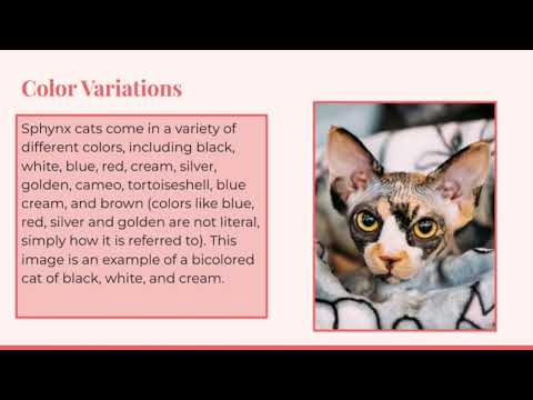 Cats 101 - Sphynx Presentation by Pixie Tichenor and Zara Cantu