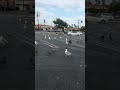 Found A Flock Of Seagulls And Pigeons In A Parking Lot Why Not Feed Them