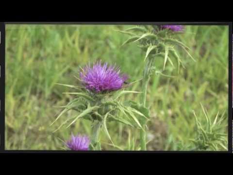  Tratamiento Natural y Efectivo para el Hígado y Vesícula