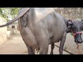 5 Star Buffalo Milk 23 ढाई महीने की ब्याई फिर भी दूध �