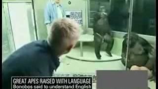 Intelligente apen en mensapen