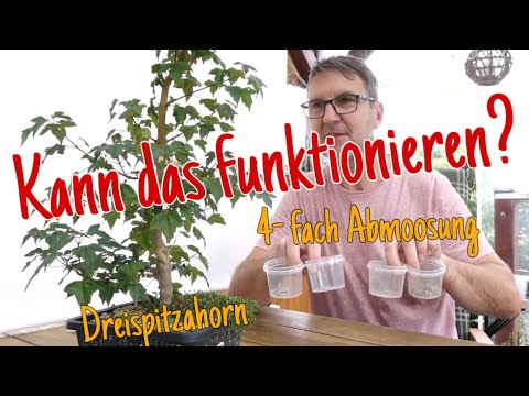 Abmoosung am Dreispitzahorn ‚Acer buergerianum‘ -Schritt für Schritt gezeigt Pre-Bonsai 2023/30